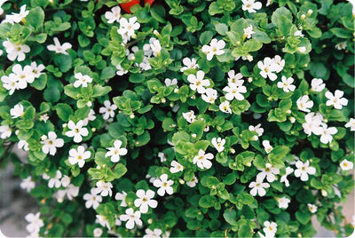 Bacopa: The Brain Boosting Herb for a Healthy Mind