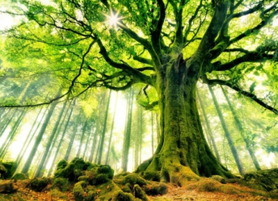 Connect with Nature Through Ancient Medicine