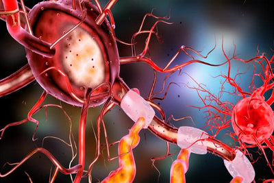 A Study Discovers Why Fasting is Beneficial for the Human Body