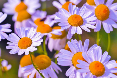 These 9 Powerful Herbs Can Bring Prosperity and Good Fortune in Your Life
