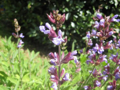 4 Unassuming Plants That Could Save Your Life